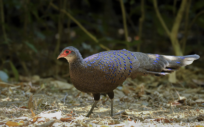 Germain's Peacock-Pheasant (Polyplectron germaini) at Cat Tien Bird Hides - Southern Vietnam. Photo by: Bui Duc Tien - Vietnam Bird Photography Tours - Vietbirdphototours.com